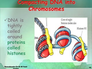 10
Compacting DNA into
Chromosomes
DNA is
tightly
coiled
around
proteins
called
histones
Nawabzada Ch Dr M Yasir
 