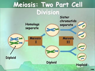 100
Meiosis: Two Part Cell
Division
Homologs
separate
Sister
chromatids
separate
Diploid
Meiosis
I
Meiosis
II
Diploid
Haploid
 