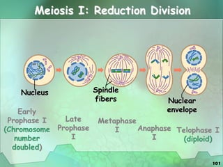 101
Meiosis I: Reduction Division
Nucleus Spindle
fibers Nuclear
envelope
Early
Prophase I
(Chromosome
number
doubled)
Late
Prophase
I
Metaphase
I Anaphase
I
Telophase I
(diploid)
 