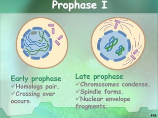 102
Prophase I
Early prophase
Homologs pair.
Crossing over
occurs.
Late prophase
Chromosomes condense.
Spindle forms.
Nuclear envelope
fragments.
 