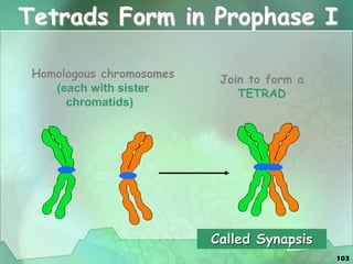 103
Tetrads Form in Prophase I
Homologous chromosomes
(each with sister
chromatids)
Join to form a
TETRAD
Called Synapsis
 