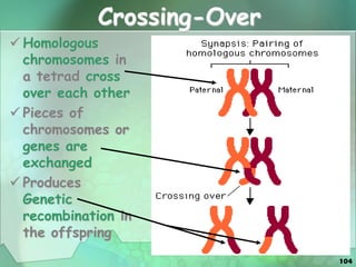 104
Crossing-Over
 Homologous
chromosomes in
a tetrad cross
over each other
 Pieces of
chromosomes or
genes are
exchanged
 Produces
Genetic
recombination in
the offspring
 