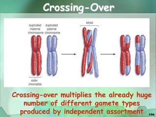106
Crossing-over multiplies the already huge
number of different gamete types
produced by independent assortment
Crossing-Over
 