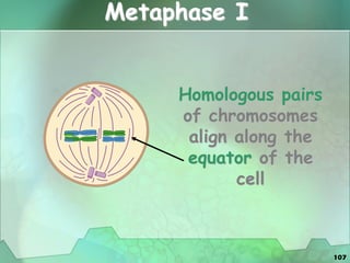 107
Metaphase I
Homologous pairs
of chromosomes
align along the
equator of the
cell
 
