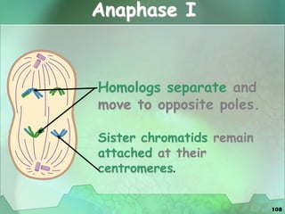 108
Anaphase I
Homologs separate and
move to opposite poles.
Sister chromatids remain
attached at their
centromeres.
 