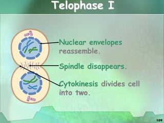 109
Telophase I
Nuclear envelopes
reassemble.
Spindle disappears.
Cytokinesis divides cell
into two.
 