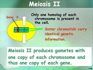 110
Meiosis II
Only one homolog of each
chromosome is present in
the cell.
Meiosis II produces gametes with
one copy of each chromosome and
thus one copy of each gene.
Sister chromatids carry
identical genetic
information.
Gene X
 