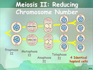 111
Meiosis II: Reducing
Chromosome Number
Prophase
II
Metaphase
II
Anaphase
II
Telophase
II 4 Identical
haploid cells
 