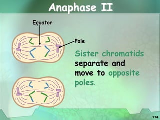 114
Anaphase II
Sister chromatids
separate and
move to opposite
poles.
Equator
Pole
 