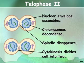 115
Telophase II
Nuclear envelope
assembles.
Chromosomes
decondense.
Spindle disappears.
Cytokinesis divides
cell into two.
 