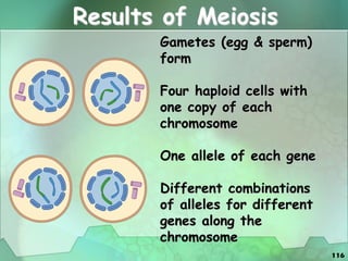 116
Results of Meiosis
Gametes (egg & sperm)
form
Four haploid cells with
one copy of each
chromosome
One allele of each gene
Different combinations
of alleles for different
genes along the
chromosome
 