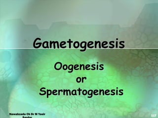117
Gametogenesis
Oogenesis
or
Spermatogenesis
Nawabzada Ch Dr M Yasir
 