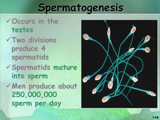 118
Spermatogenesis
Occurs in the
testes
Two divisions
produce 4
spermatids
Spermatids mature
into sperm
Men produce about
250,000,000
sperm per day
 