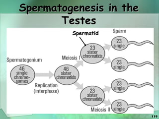 119
Spermatogenesis in the
Testes
Spermatid
 