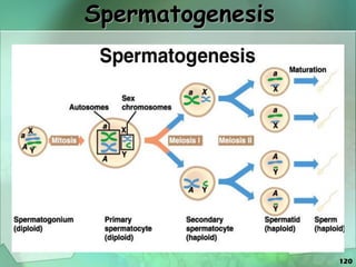 120
Spermatogenesis
 
