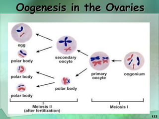 122
Oogenesis in the Ovaries
 