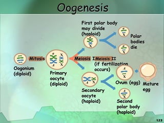 123
Oogenesis
Oogonium
(diploid)
Mitosis
Primary
oocyte
(diploid)
Meiosis I
Secondary
oocyte
(haploid)
Meiosis II
(if fertilization
occurs)
First polar body
may divide
(haploid)
Polar
bodies
die
Ovum (egg)
Second
polar body
(haploid)
a
A
X
X
a
X
A X
a
X
a
X
Mature
egg
A
X
A
X
 