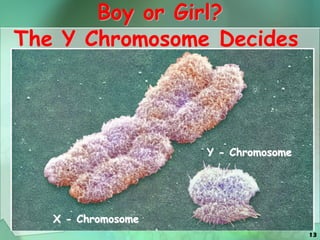13
Boy or Girl?
Y - Chromosome
X - Chromosome
The Y Chromosome Decides
 