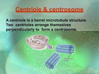 Centriole & centrosome
A centriole is a barrel microtubule structure.
Two centrioles arrange themselves
perpendicularly to form a centrosome.
 