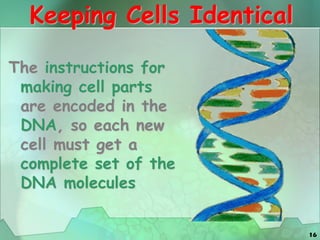 16
Keeping Cells Identical
The instructions for
making cell parts
are encoded in the
DNA, so each new
cell must get a
complete set of the
DNA molecules
 