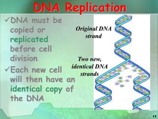 17
DNA Replication
DNA must be
copied or
replicated
before cell
division
Each new cell
will then have an
identical copy of
the DNA
Original DNA
strand
Two new,
identical DNA
strands
 
