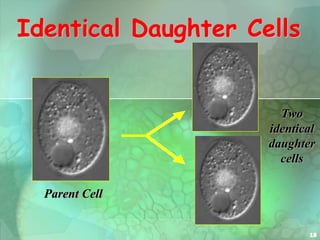 18
Identical Daughter Cells
Parent Cell
Two
identical
daughter
cells
 
