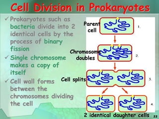 22
Cell Division in Prokaryotes
 Prokaryotes such as
bacteria divide into 2
identical cells by the
process of binary
fission
 Single chromosome
makes a copy of
itself
 Cell wall forms
between the
chromosomes dividing
the cell
Parent
cell
2 identical daughter cells
Chromosome
doubles
Cell splits
 