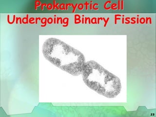 23
Prokaryotic Cell
Undergoing Binary Fission
 