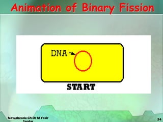 24
Animation of Binary Fission
Nawabzada Ch Dr M Yasir
 