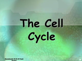 25
The Cell
Cycle
Nawabzada Ch Dr M Yasir
 