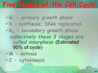 27
Five Phases of the Cell Cycle
G1 - primary growth phase
S – synthesis; DNA replicated
G2 - secondary growth phase
collectively these 3 stages are
called interphase (Estimated
90% of cycle)
M - mitosis
C - cytokinesis
 