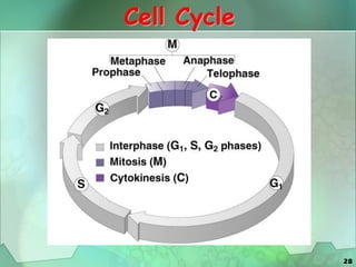 28
Cell Cycle
 