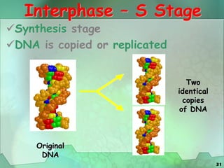 31
Interphase – S Stage
Synthesis stage
DNA is copied or replicated
Two
identical
copies
of DNA
Original
DNA
 