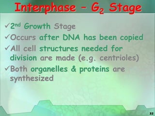 32
Interphase – G2 Stage
2nd Growth Stage
Occurs after DNA has been copied
All cell structures needed for
division are made (e.g. centrioles)
Both organelles & proteins are
synthesized
 