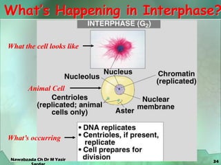 34
What’s Happening in Interphase?
What the cell looks like
Animal Cell
What’s occurring
Nawabzada Ch Dr M Yasir
 