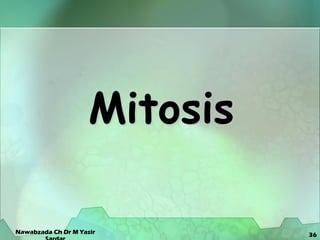 36
Mitosis
Nawabzada Ch Dr M Yasir
 