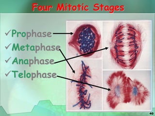 40
Four Mitotic Stages
Prophase
Metaphase
Anaphase
Telophase
 