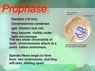 Prophase
•
Duration (15 min)
Chromosomes condense
(get thicker) and coil,
they become visible under
light microscope.
• The two sister chromatids of
each chromosomes attach at a
point called centromere.
• Spindle fibers begin to form
from two centrosome, and they
will start moving apart.
 