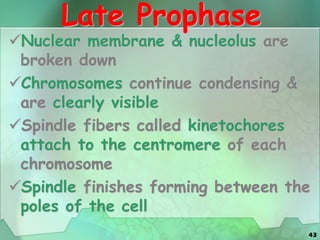 43
Late Prophase
Nuclear membrane & nucleolus are
broken down
Chromosomes continue condensing &
are clearly visible
Spindle fibers called kinetochores
attach to the centromere of each
chromosome
Spindle finishes forming between the
poles of the cell
 