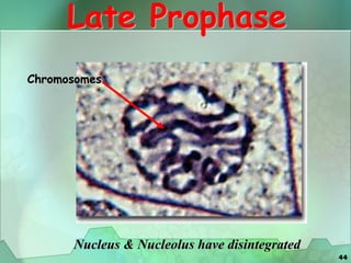 44
Late Prophase
Nucleus & Nucleolus have disintegrated
Chromosomes
 