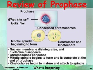 46
Review of Prophase
What the cell
looks like
What’s happening
Nawabzada Ch Dr M Yasir
 