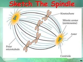 48
Sketch The Spindle
 