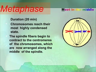 •
Duration (20 min)
Chromosomes reach their
most highly condensed
state.
• The spindle fibers begin to
contract to the centromeres
of the chromosomes, which
are now arranged along the
middle of the spindle.
Metaphase
 