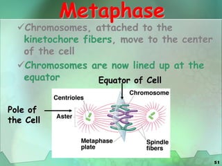 51
Metaphase
Chromosomes, attached to the
kinetochore fibers, move to the center
of the cell
Chromosomes are now lined up at the
equator
Pole of
the Cell
Equator of Cell
 