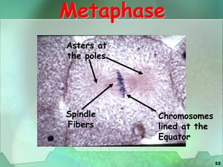 52
Metaphase
Chromosomes
lined at the
Equator
Asters at
the poles
Spindle
Fibers
 