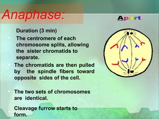 •
Duration (3 min)
The centromere of each
chromosome splits, allowing
the sister chromatids to
separate.
• The chromatids are then pulled
by the spindle fibers toward
opposite sides of the cell.
• The two sets of chromosomes
are identical.
•
Cleavage furrow starts to
form.
Anaphase:
 