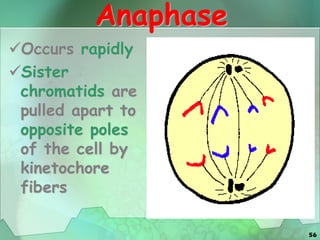 56
Anaphase
Occurs rapidly
Sister
chromatids are
pulled apart to
opposite poles
of the cell by
kinetochore
fibers
 