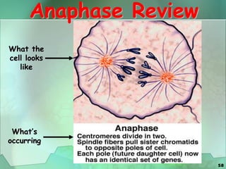 58
Anaphase Review
What the
cell looks
like
What’s
occurring
 
