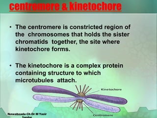 centromere & kinetochore
• The centromere is constricted region of
the chromosomes that holds the sister
chromatids together, the site where
kinetochore forms.
• The kinetochore is a complex protein
containing structure to which
microtubules attach.
Nawabzada Ch Dr M Yasir
 