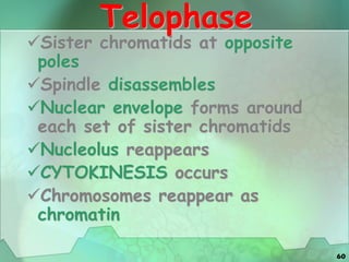 60
Telophase
Sister chromatids at opposite
poles
Spindle disassembles
Nuclear envelope forms around
each set of sister chromatids
Nucleolus reappears
CYTOKINESIS occurs
Chromosomes reappear as
chromatin
 